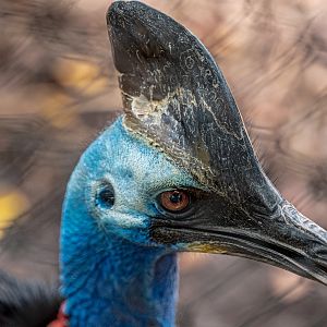 Southern Cassowary