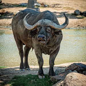 Cape Buffalo