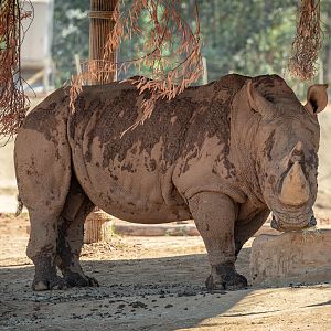 J. Gregory the Southern White Rhinoceros