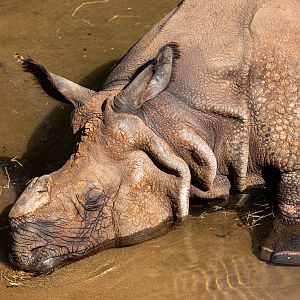 Bhopu the Greater One Horned Rhinoceros