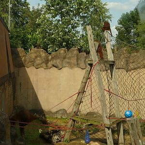 Bornean orangutan enclosure, August 2021
