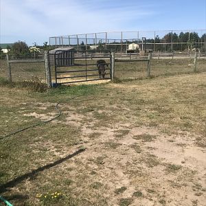 “South America”-lowland anoa exhibit