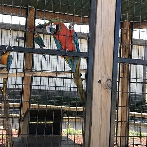 Hybrid macaw?