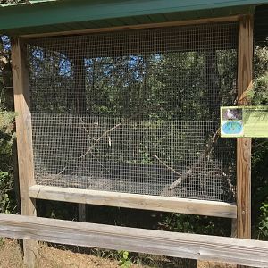 “North America”- ringneck dove exhibit