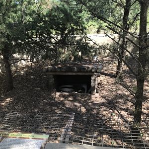 “North America”- striped skunk exhibit