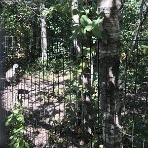 “North America”- sandhill crane exhibit