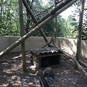 “North America”- North American porcupine exhibit