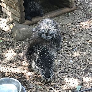 North American porcupines