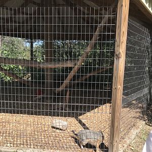 “North America”- grey fox exhibit