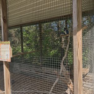 “North America”- black-throated magpie jay exhibit