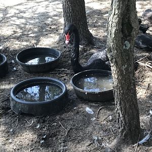 “North America”- black swan