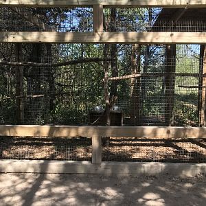 “North America”- spectacled owl exhibit