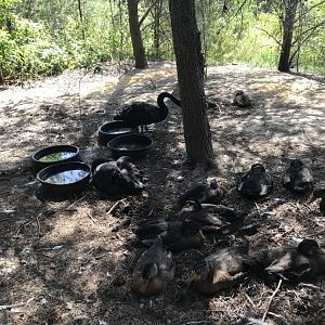 “North America”- black swan/domestic mallard exhibit