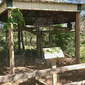 “North America” Eurasian eagle owl exhibit