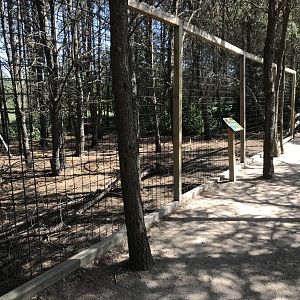 “North America”- wild turkey exhibit