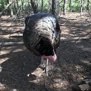 Wild turkey