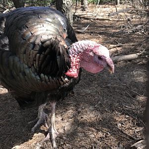 Wild turkey