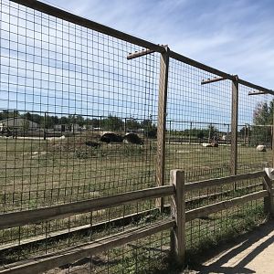 “North America”- Syrian brown bear exhibit