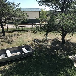 “North America”- American alligator exhibit