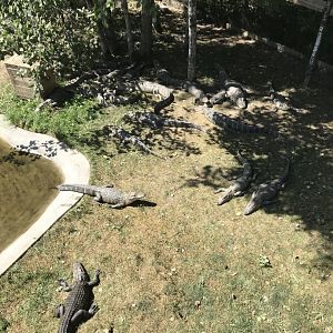 “North America”- American alligator exhibit