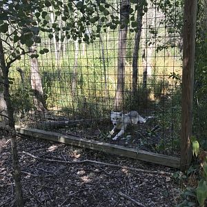 “North America”- Arctic wolf/gray wolf exhibit