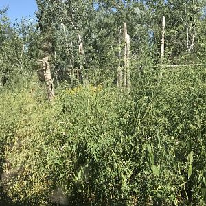 “North America”- Arctic wolf/gray wolf