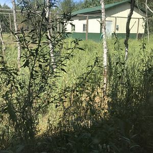 “North America”- Arctic wolf/gray wolf