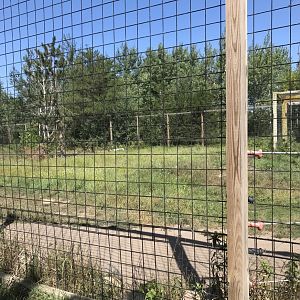 “North America”- American black bear exhibit