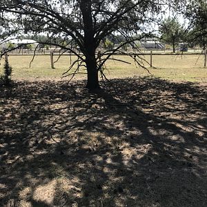 “North America”- white-tailed deer exhibit