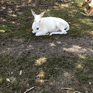 Leucistic white-tailed deer