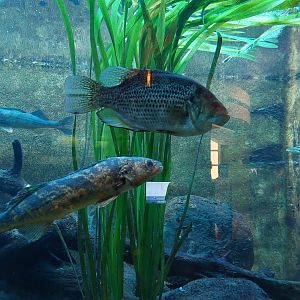 Native fish tank- Walleye, Rock bass, Northern pike
