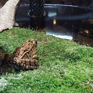Southern Leopard Frog