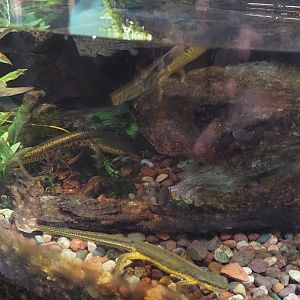 Central Newts in Amphibian terrarium 1