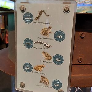 Signage for Amphibian terrarium 2