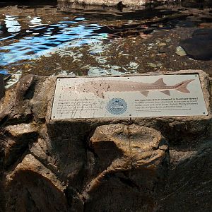 Lake Sturgeon signage and touch pool