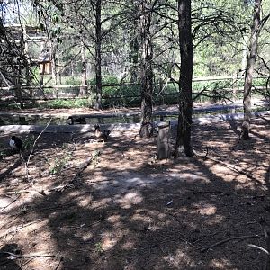 “North America”- capybara/whooper swan/ domestic mallard exhibit