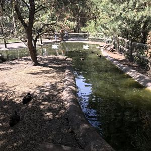 “North America”- capybara/whooper swan/domestic mallard exhibit