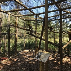 “North America”- Schmidt’s spotted-nosed guenon exhibit