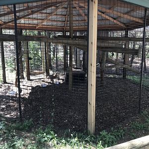 “North America”- caracal exhibit