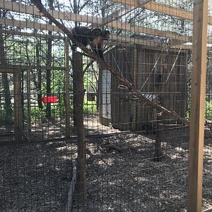 “North America”- tufted capuchin exhibit