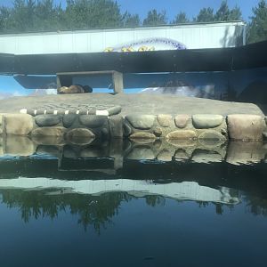 “North America”- North American river otter exhibit