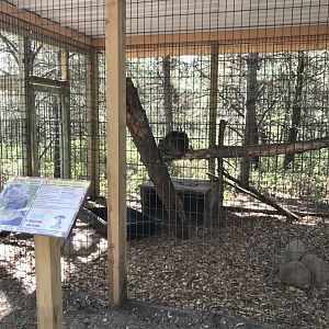 “North America”- fishing cat exhibit