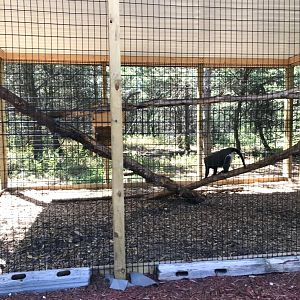 “North America”- Debraza’s guenon exhibit