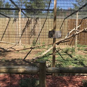 “North America”- cougar exhibit