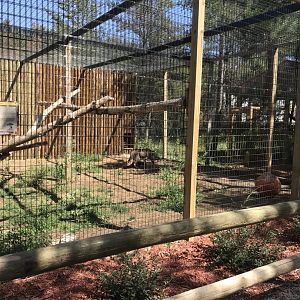 “North America”- cougar exhibit