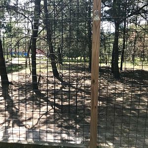 “North America”- sloth bear exhibit
