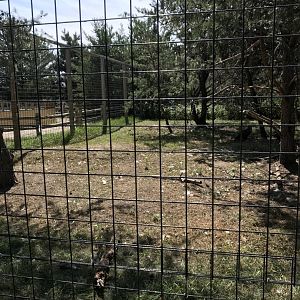 “North America”- bald eagle exhibit