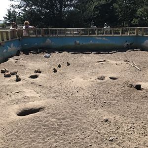 “North America”- prairie dog exhibit