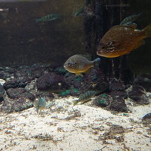 Pumpkinseed tank