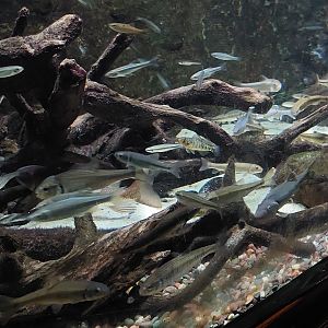 Big mixed species tank